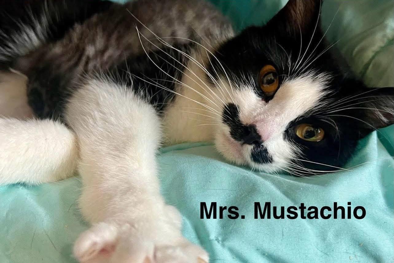 Mrs. Mustachio, Adoptable, Adult Female Domestic Short Hair.
