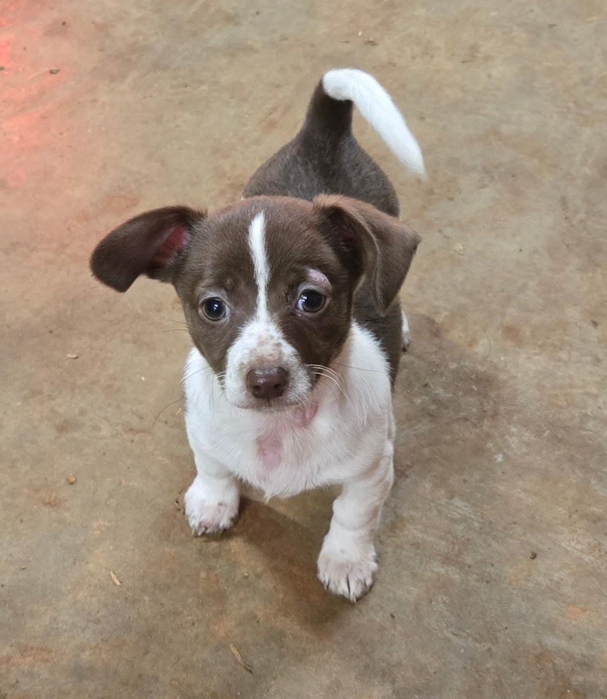 Tessa, ADOPTABLE, Puppy Female Chihuahua.