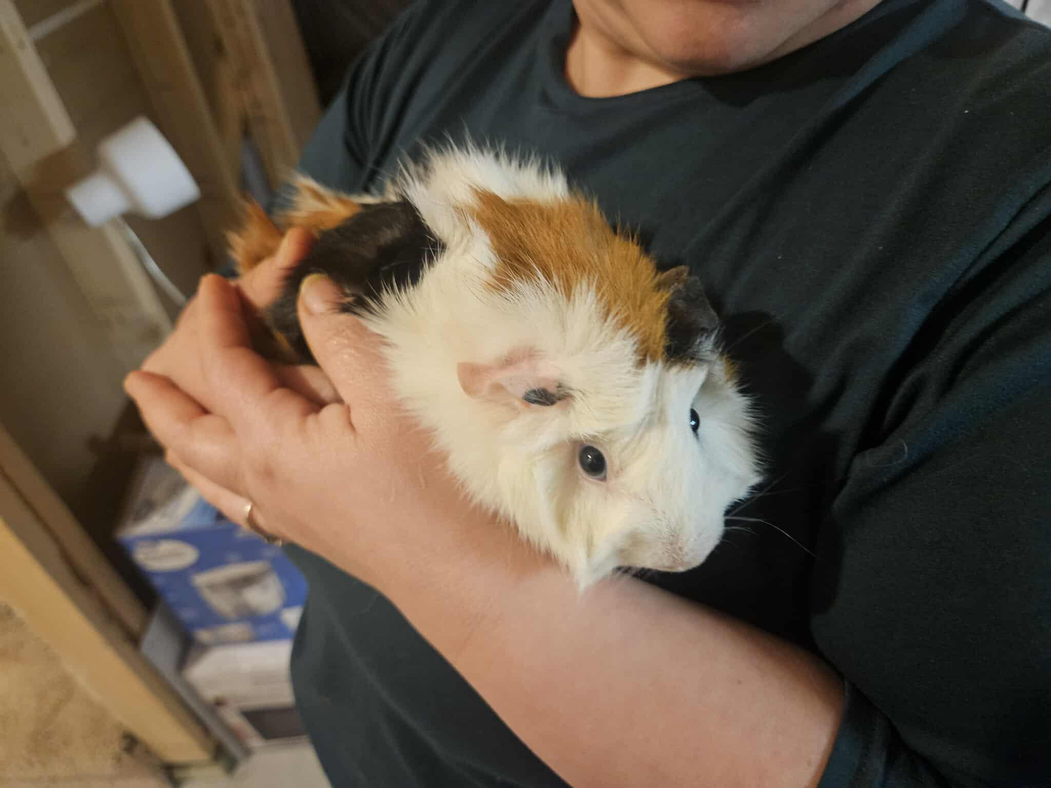 Enlarge Callie, a Adoptable Abyssinian in Fort Collins, CO image 1/1