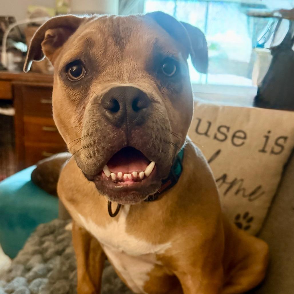 Krumm, Adoptable, Young Male Mixed Breed & English Bulldog.