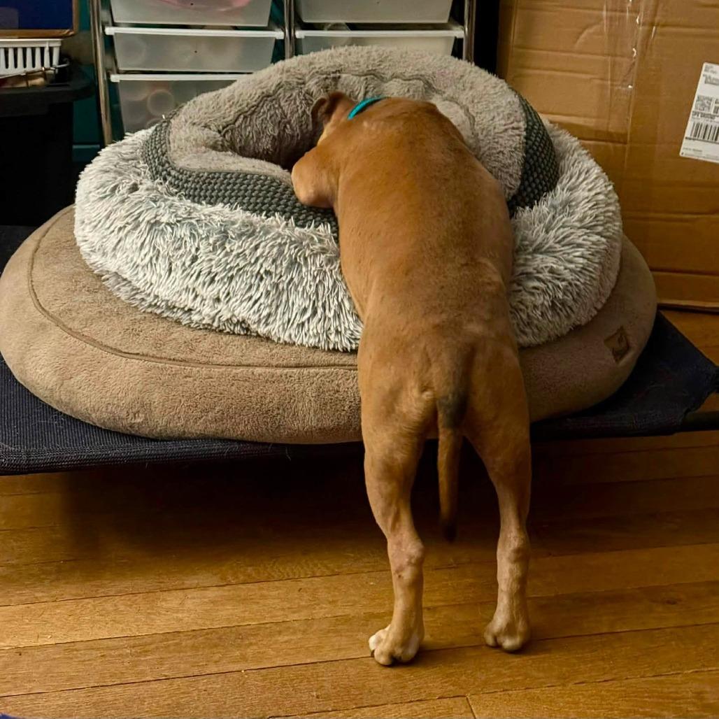 Enlarge Krumm, a Adoptable mixed breed in Savannah, GA image 2/6