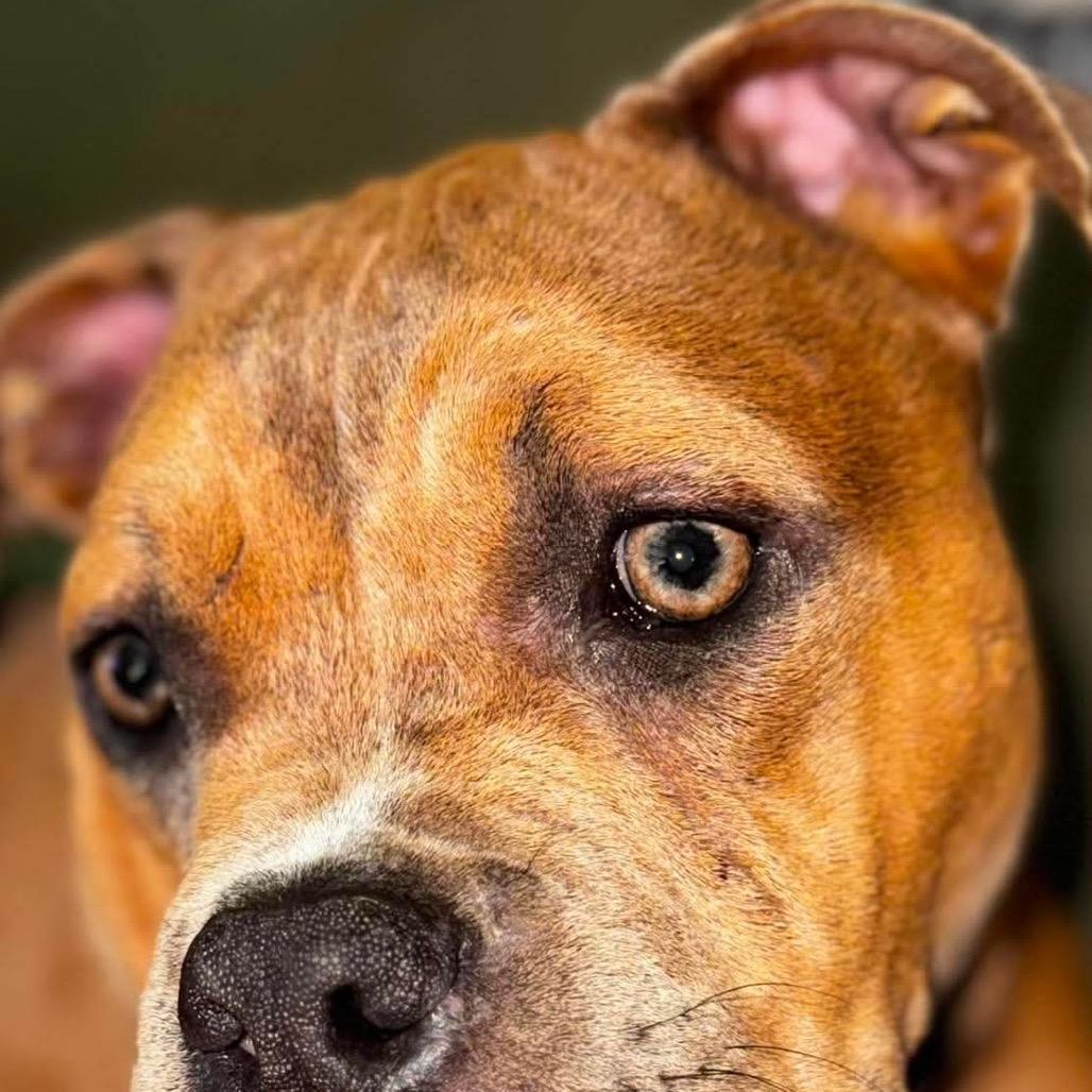 Enlarge Krumm, a Adoptable mixed breed in Savannah, GA image 3/6
