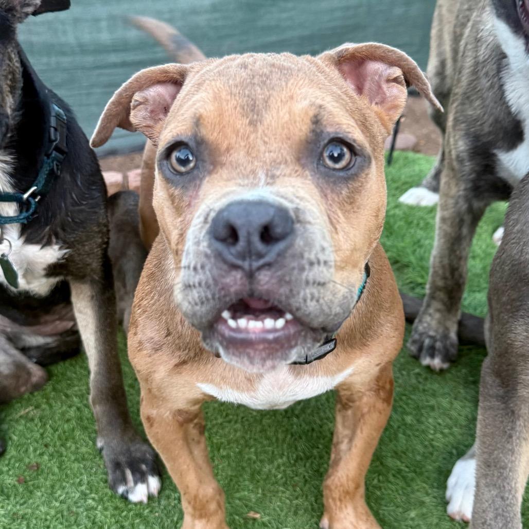 Enlarge Krumm, a Adoptable mixed breed in Savannah, GA image 4/6