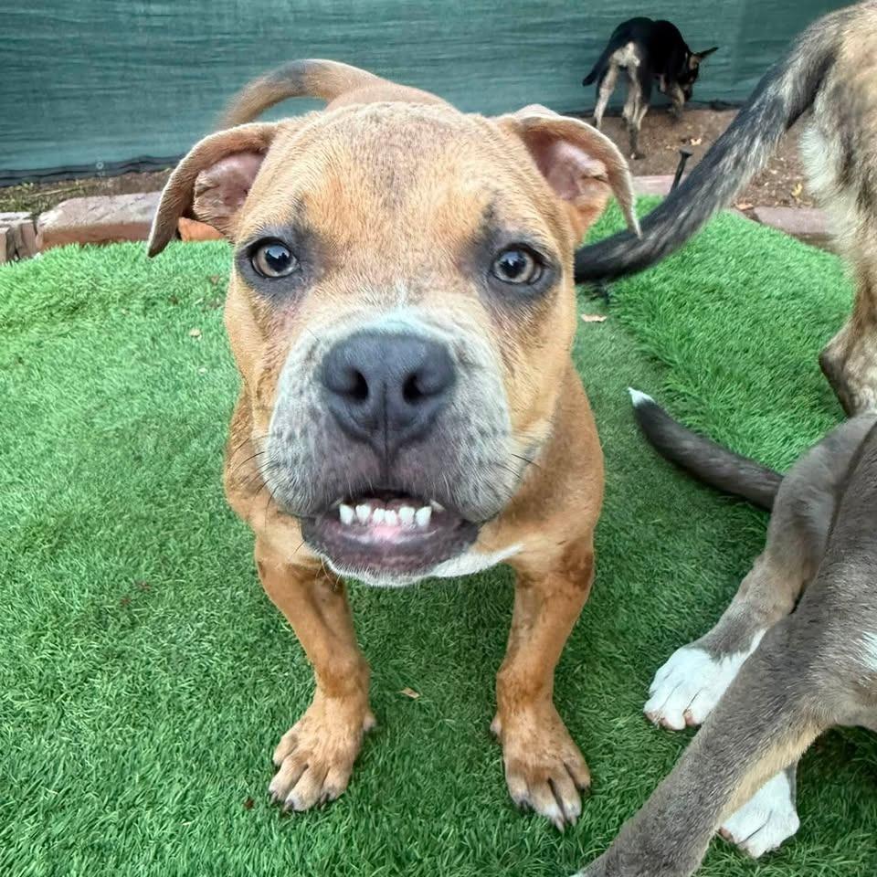 Enlarge Krumm, a Adoptable mixed breed in Savannah, GA image 5/6