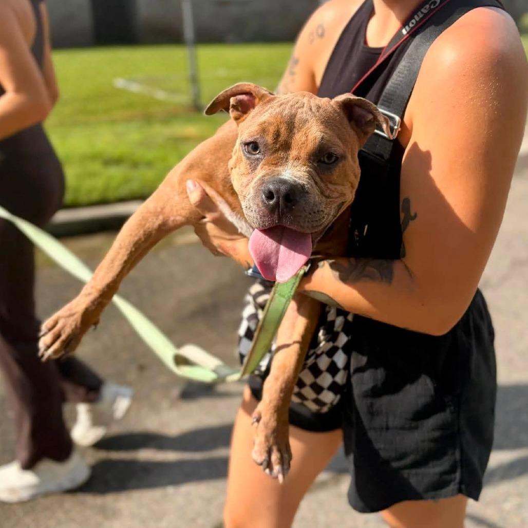 Enlarge Krumm, a Adoptable mixed breed in Savannah, GA image 6/6