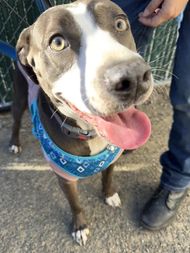 Scarlett thumbnail 2