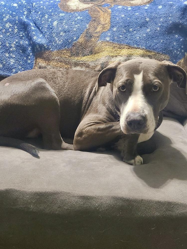 Scarlett thumbnail 6