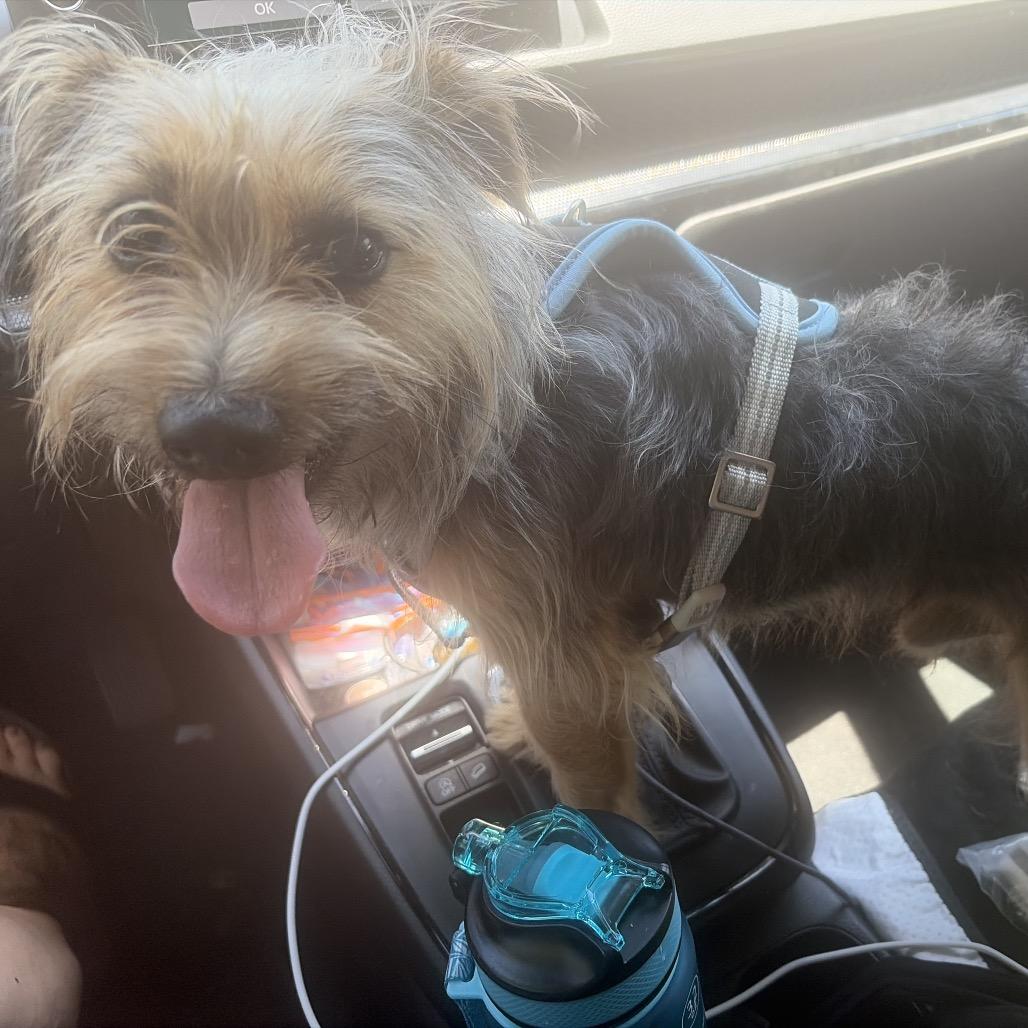 Freddie, Adoptable, Young Male Yorkshire Terrier & Terrier.