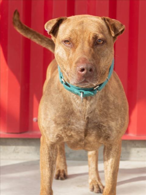 Enlarge CHOLULA, a Adoptable Pit Bull Terrier in Tracy, CA image 2/2