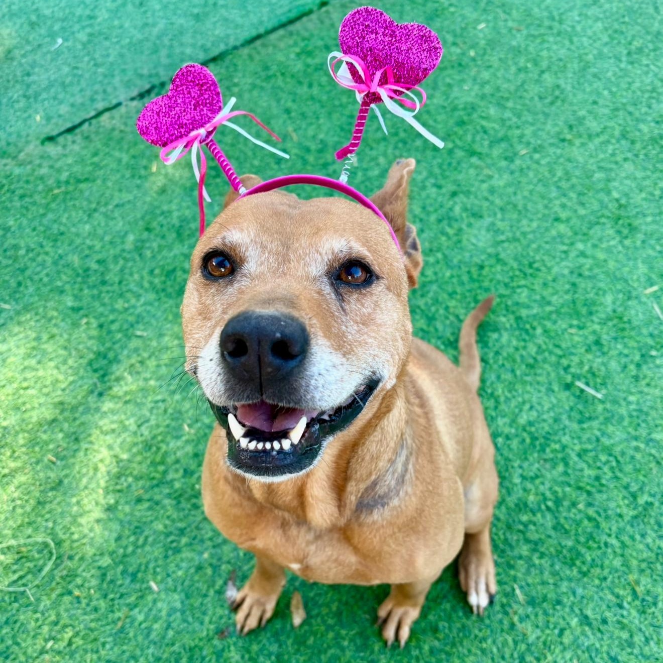 Rosella "Rose", the sweetest blossom, Adoptable, Adult Female Carolina Dog.