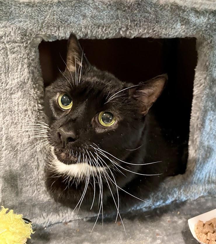 Merlin