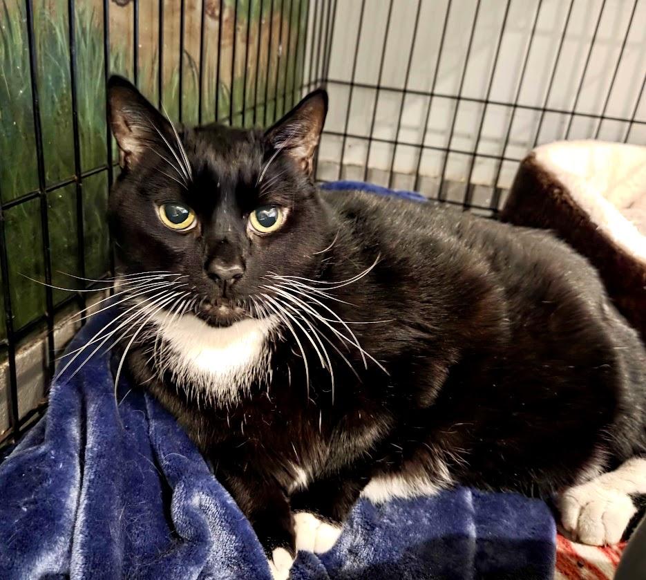 Merlin