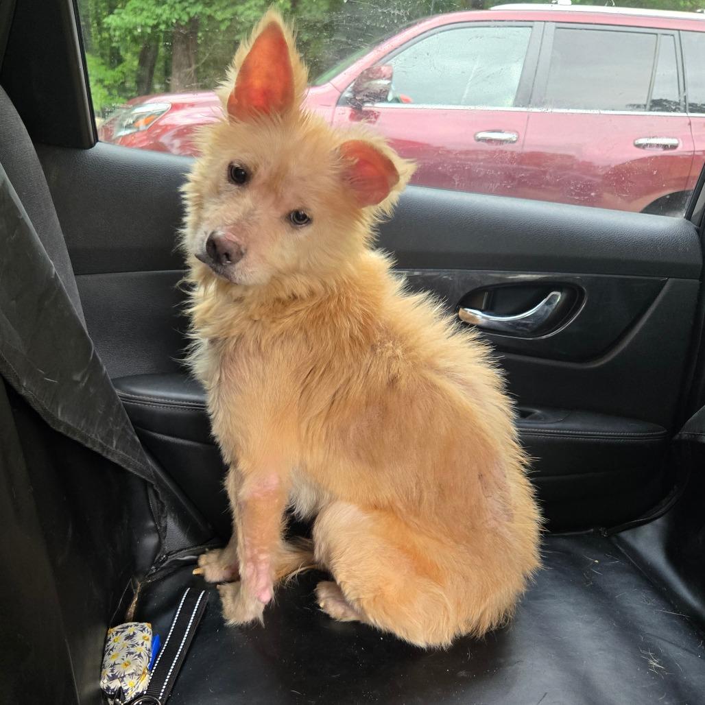Marge, a Adoptable mixed breed in Bessemer, AL image 2/6