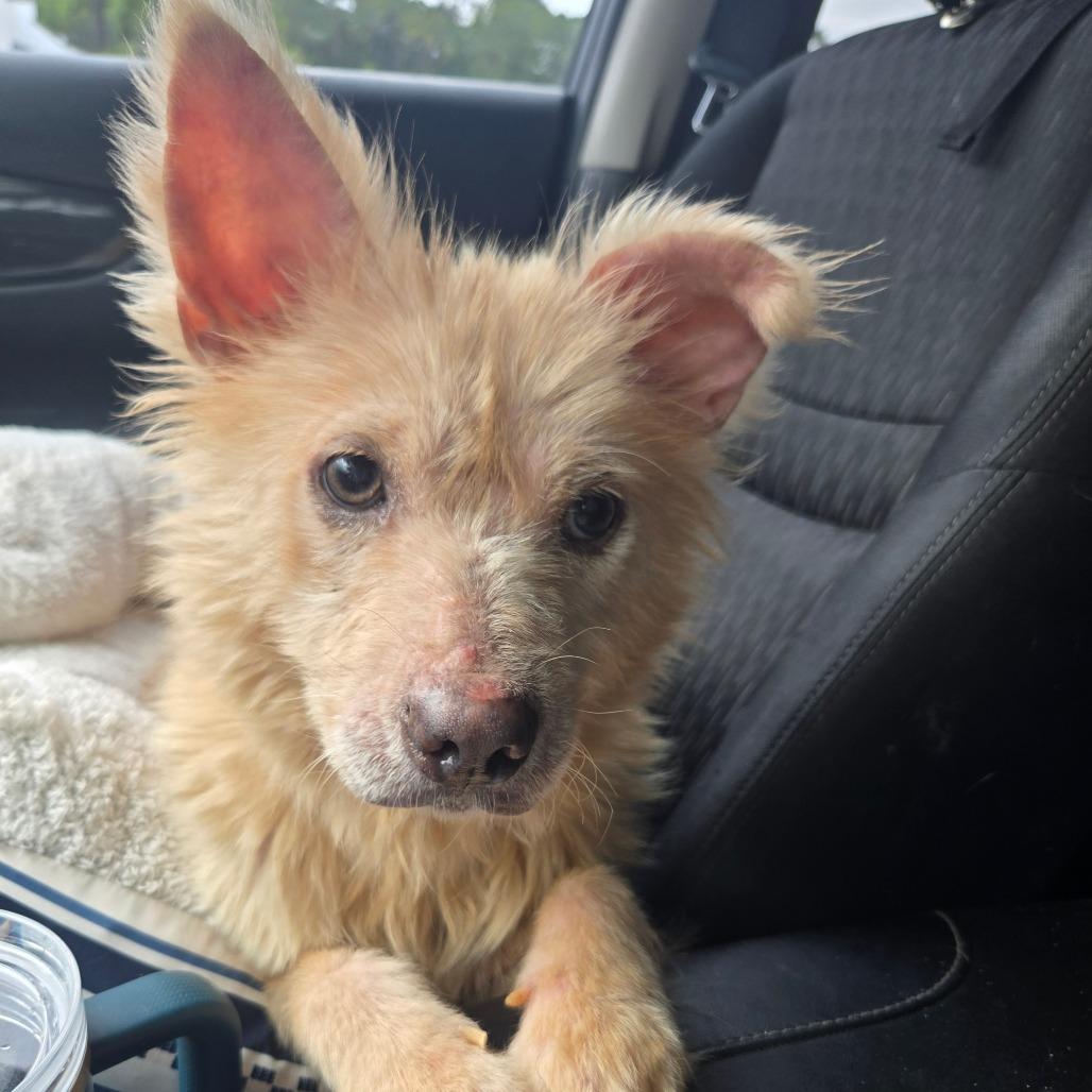Marge, a Adoptable mixed breed in Bessemer, AL image 3/6