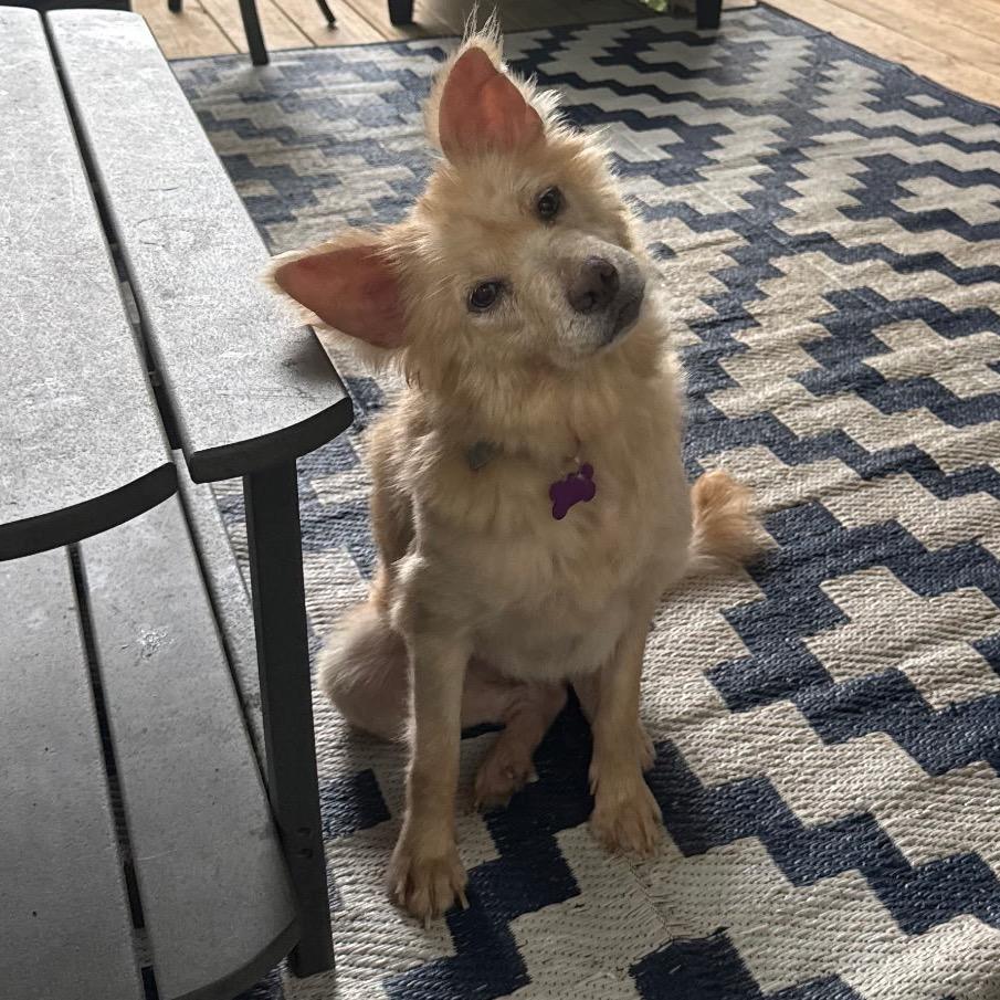 Marge, a Adoptable mixed breed in Bessemer, AL image 4/6