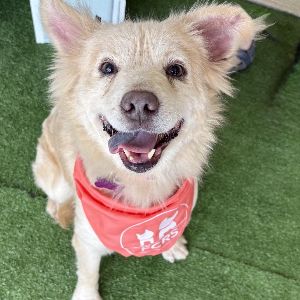 Marge, a Adoptable mixed breed in Bessemer, AL image 5/6