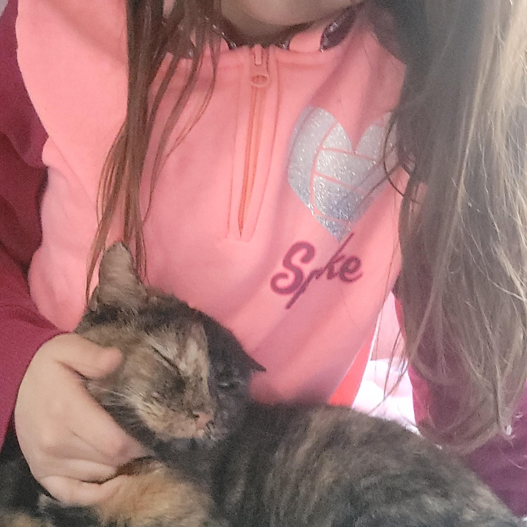 Mamma, Adoptable, Adult Female Domestic Short Hair.