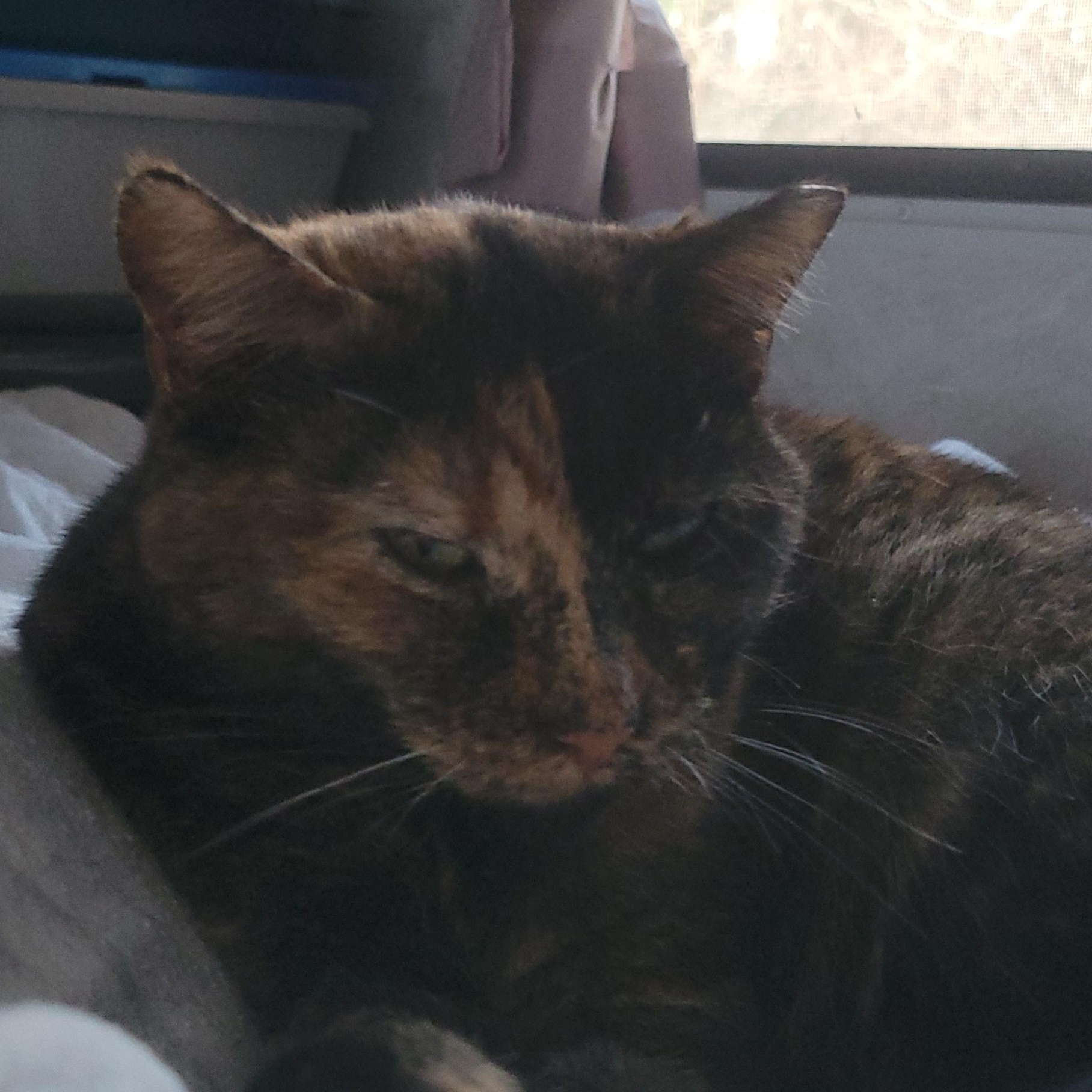 Enlarge Mamma, a Adoptable mixed breed in Racine, WI image 3/3