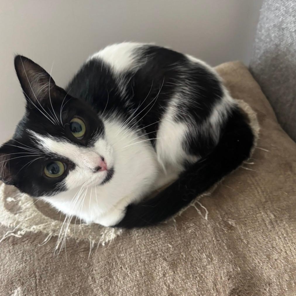 Oreo, ADOPTABLE, Adult Male Domestic Short Hair.