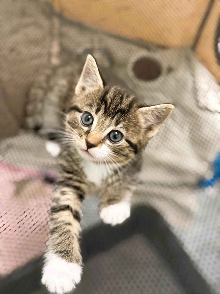 TOBY, Adoptable, Kitten Male Domestic Short Hair.