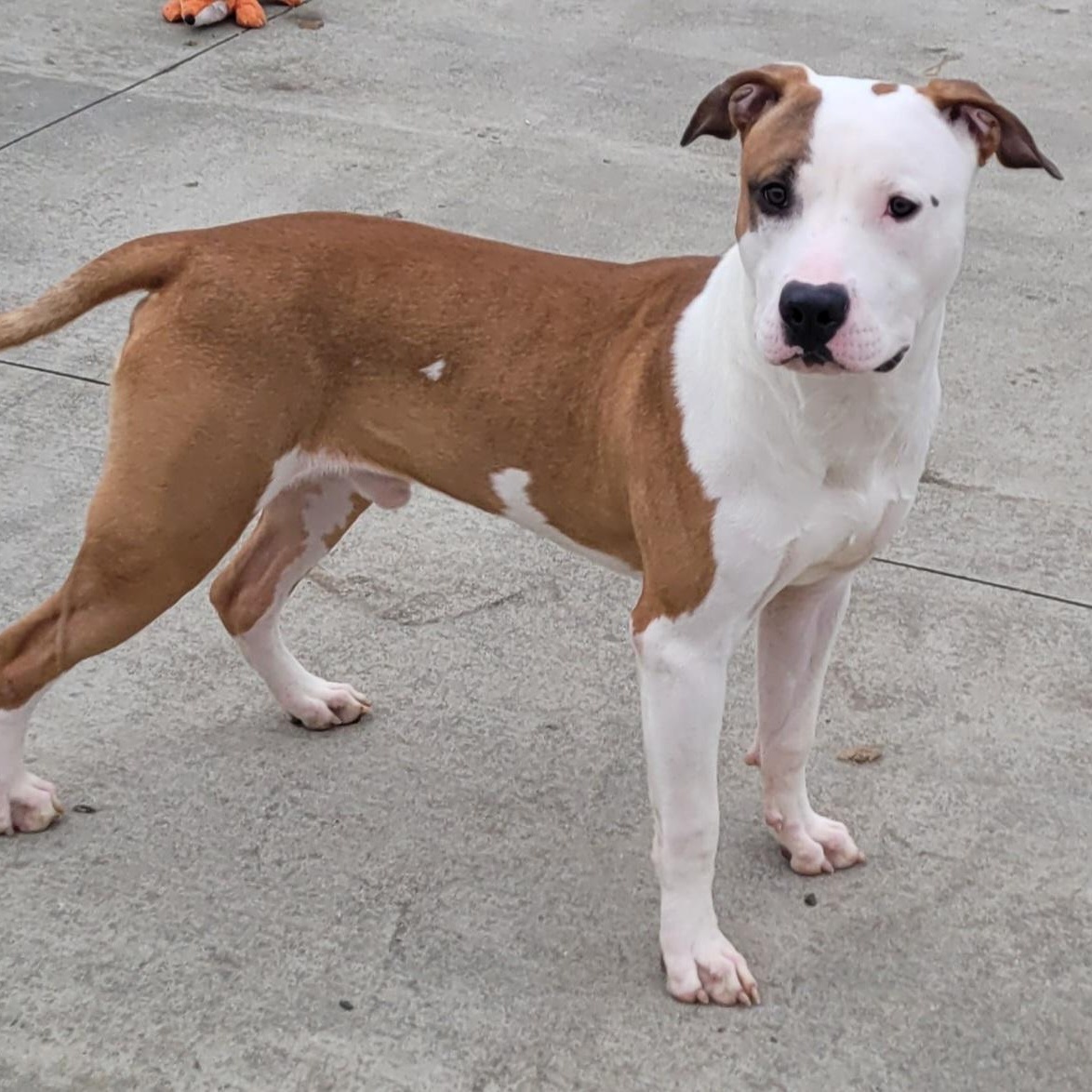 Enlarge Archie! Handsome Guy!, a Adoptable mixed breed in Meriden, CT image 6/6