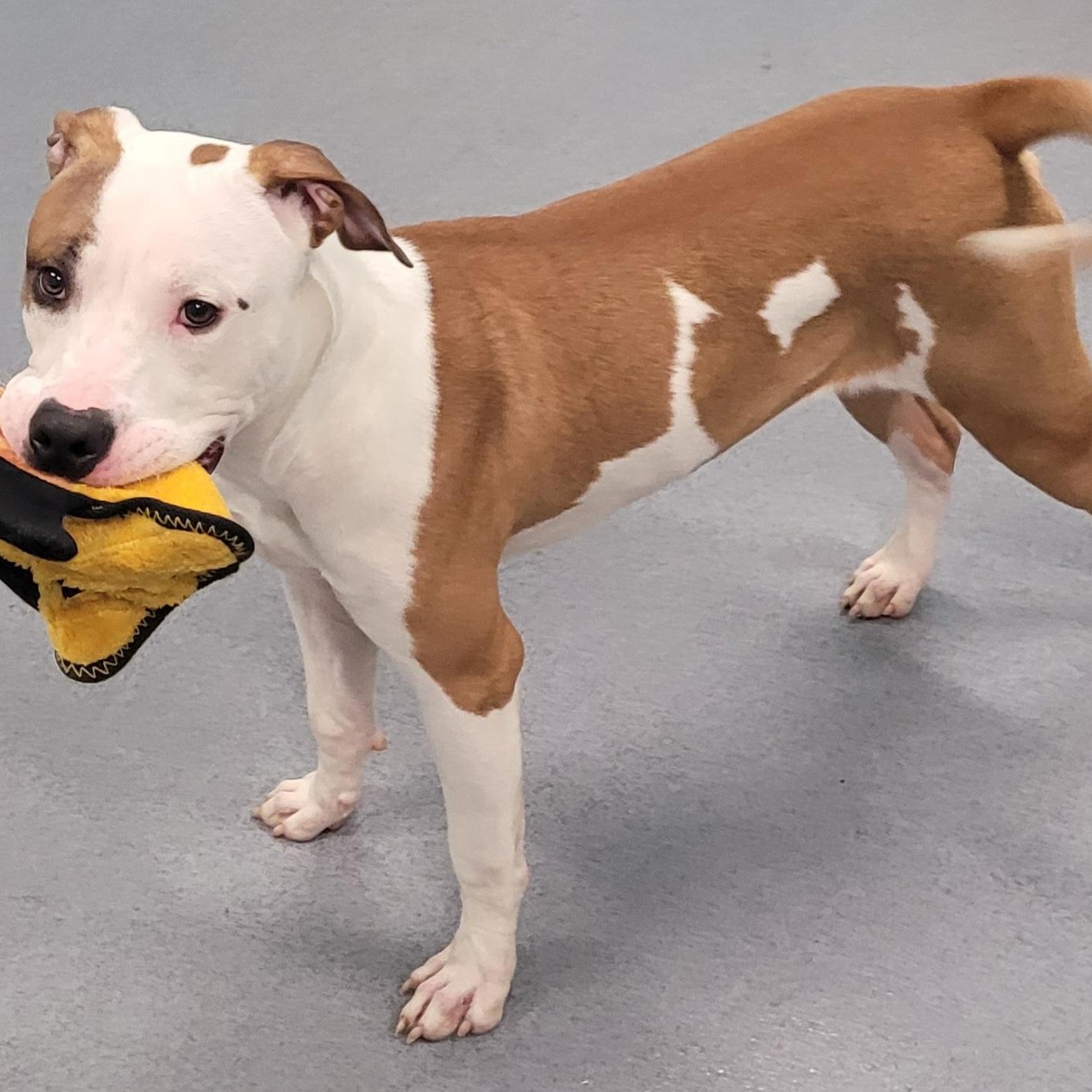 Enlarge Archie! Handsome Guy!, a Adoptable mixed breed in Meriden, CT image 4/6