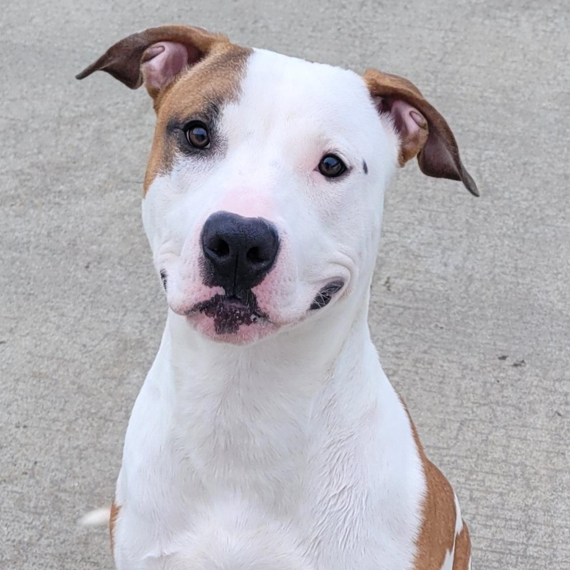 Archie! Handsome Guy!, Adoptable, Young Male Pit Bull Terrier & Terrier.