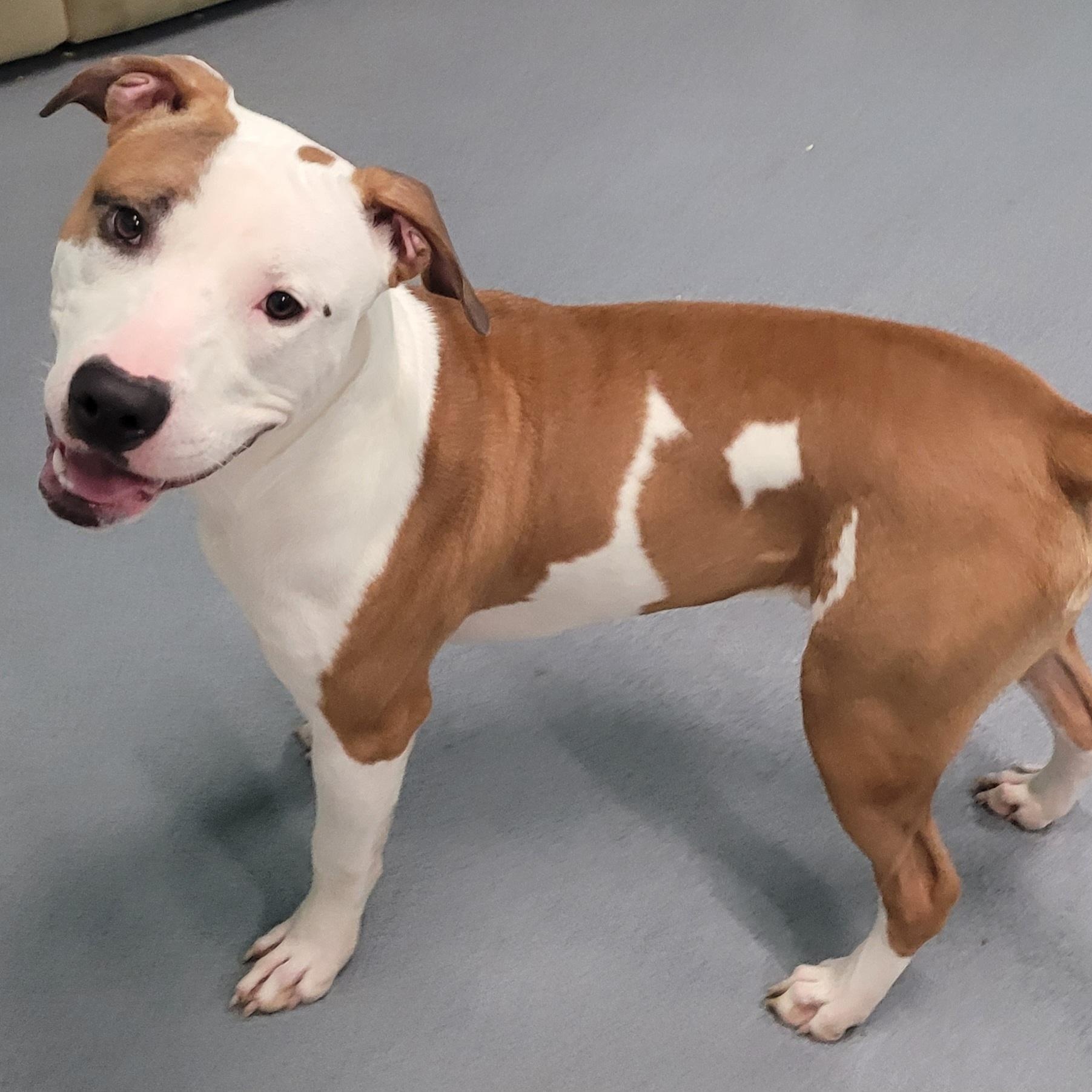 Enlarge Archie! Handsome Guy!, a Adoptable mixed breed in Meriden, CT image 2/6