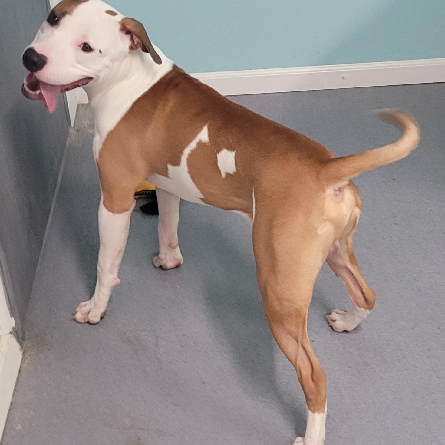 Enlarge Archie! Handsome Guy!, a Adoptable mixed breed in Meriden, CT image 3/6