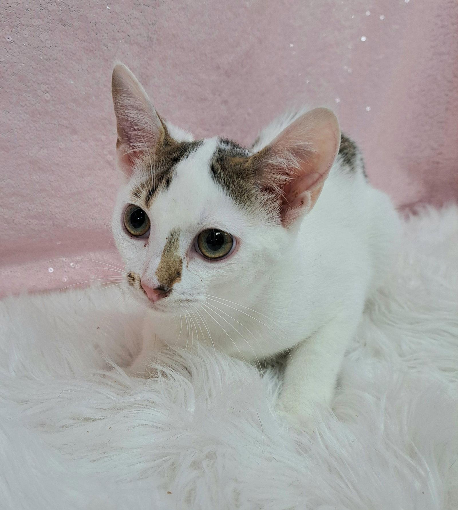 Nima, Adopted, Young Female Domestic Short Hair.