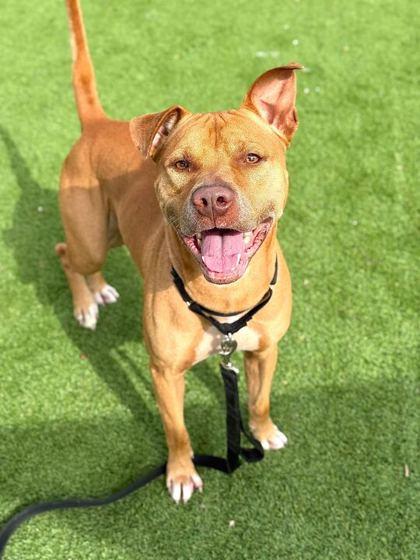 Enlarge Steve - 2, a Adoptable mixed breed in Daytona Beach, FL image 1/3