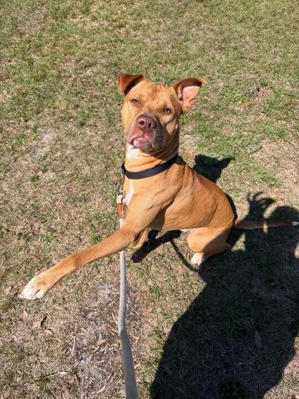 Enlarge Steve - 3, a Adoptable mixed breed in Daytona Beach, FL image 1/3