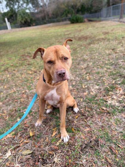Steve - 3, Adoptable, Adult Male Pit Bull Terrier & Mixed Breed.