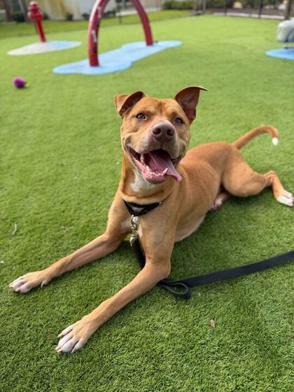 Enlarge Steve - 3, a Adoptable mixed breed in Daytona Beach, FL image 3/3