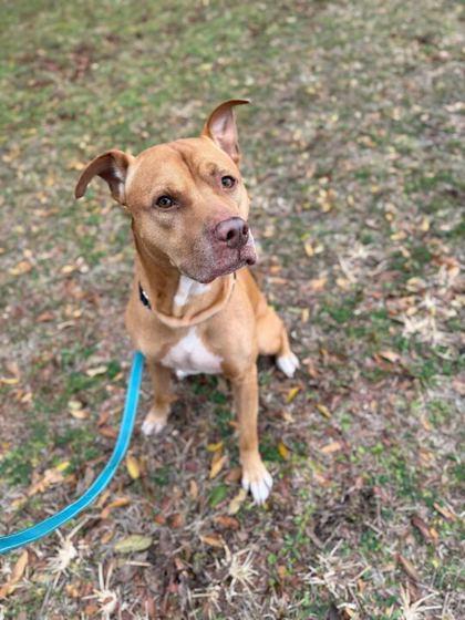 Steve - 3, a Adoptable mixed breed in Daytona Beach, FL image 2/2