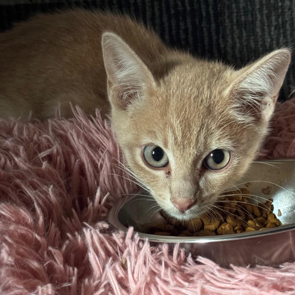 Pumpkin Patch, Adoptable, Young Male Domestic Short Hair.