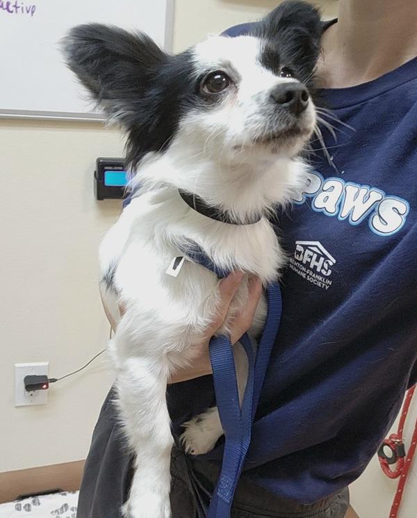 Zeus, Adoptable, Young Male Chihuahua.