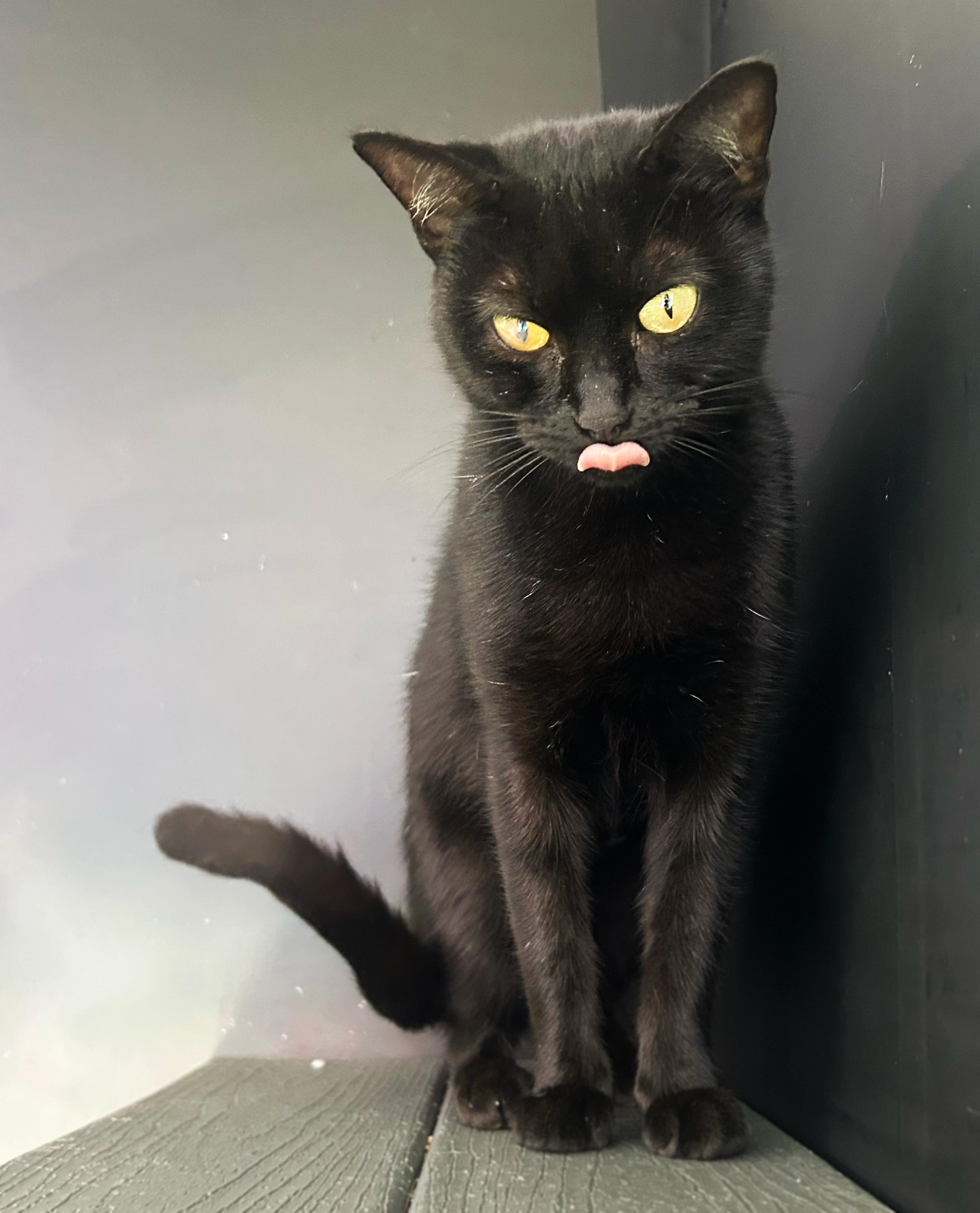 Enlarge Mary-Kate, a Adoptable Domestic Short Hair in Asheville, NC image 1/1