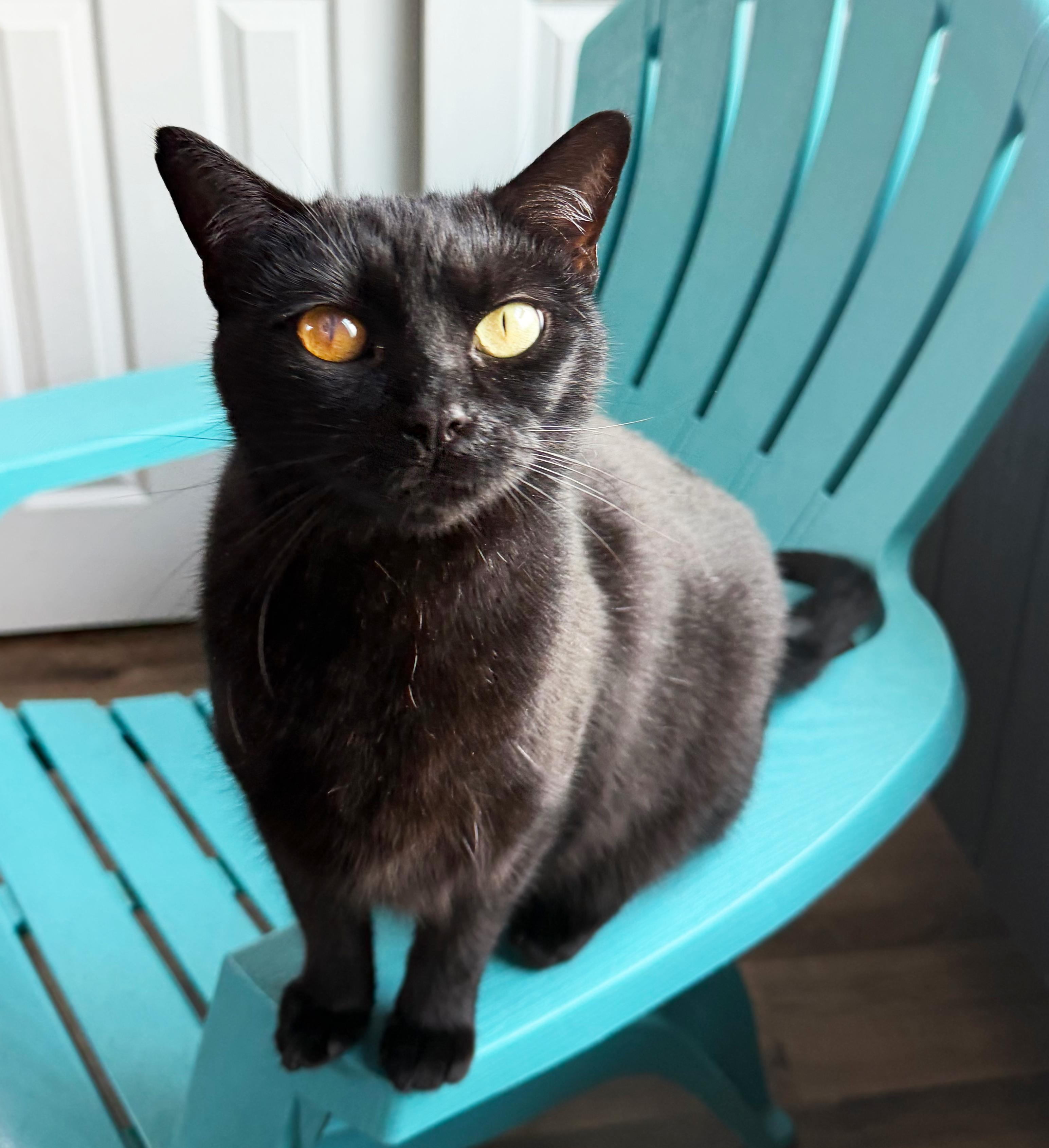 Enlarge Mary-Kate, a Adoptable Domestic Short Hair in Asheville, NC image 1/2