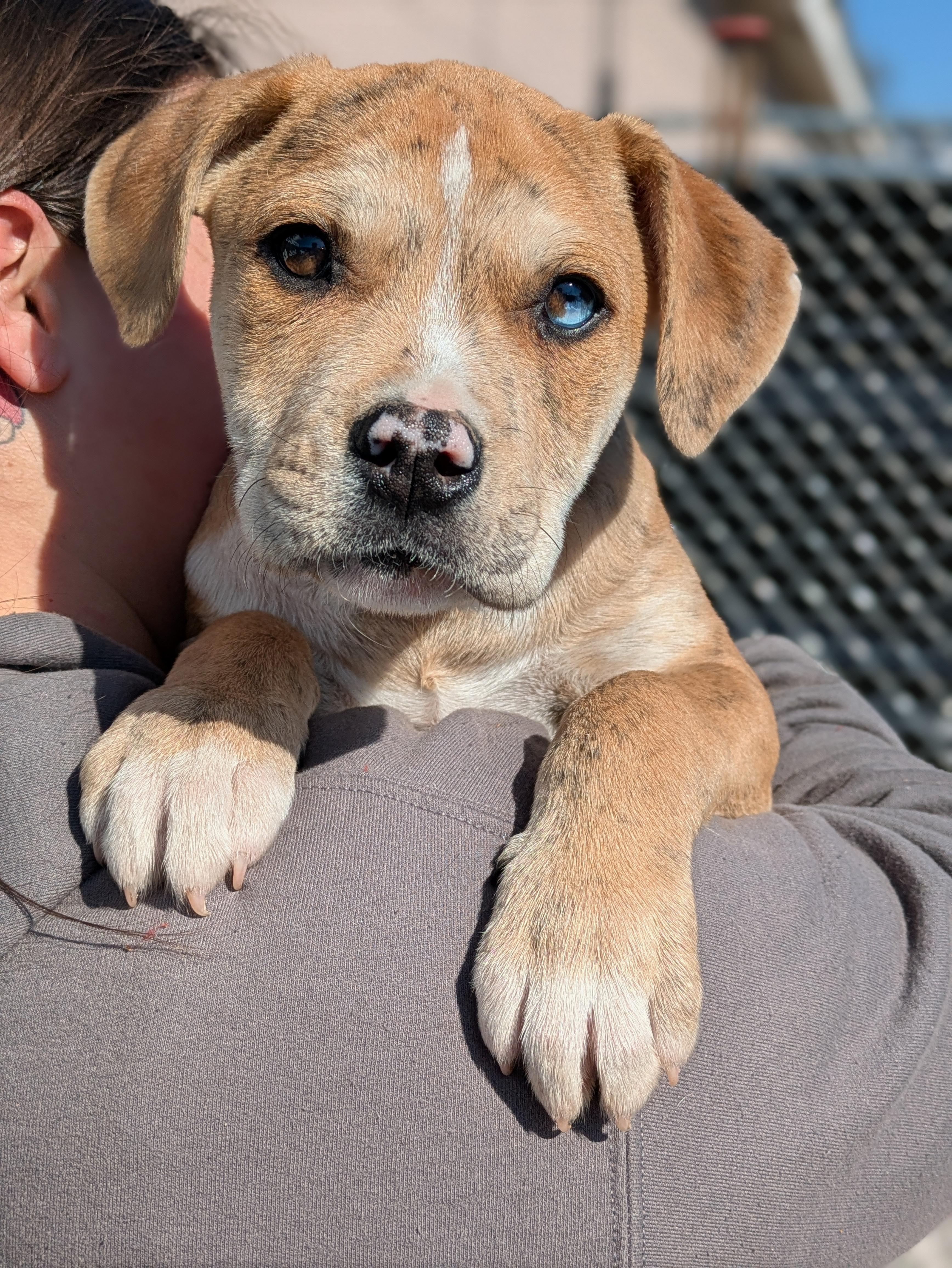 Enlarge Tigger, an adopted Mixed Breed in Huntsville, AL image 1/5
