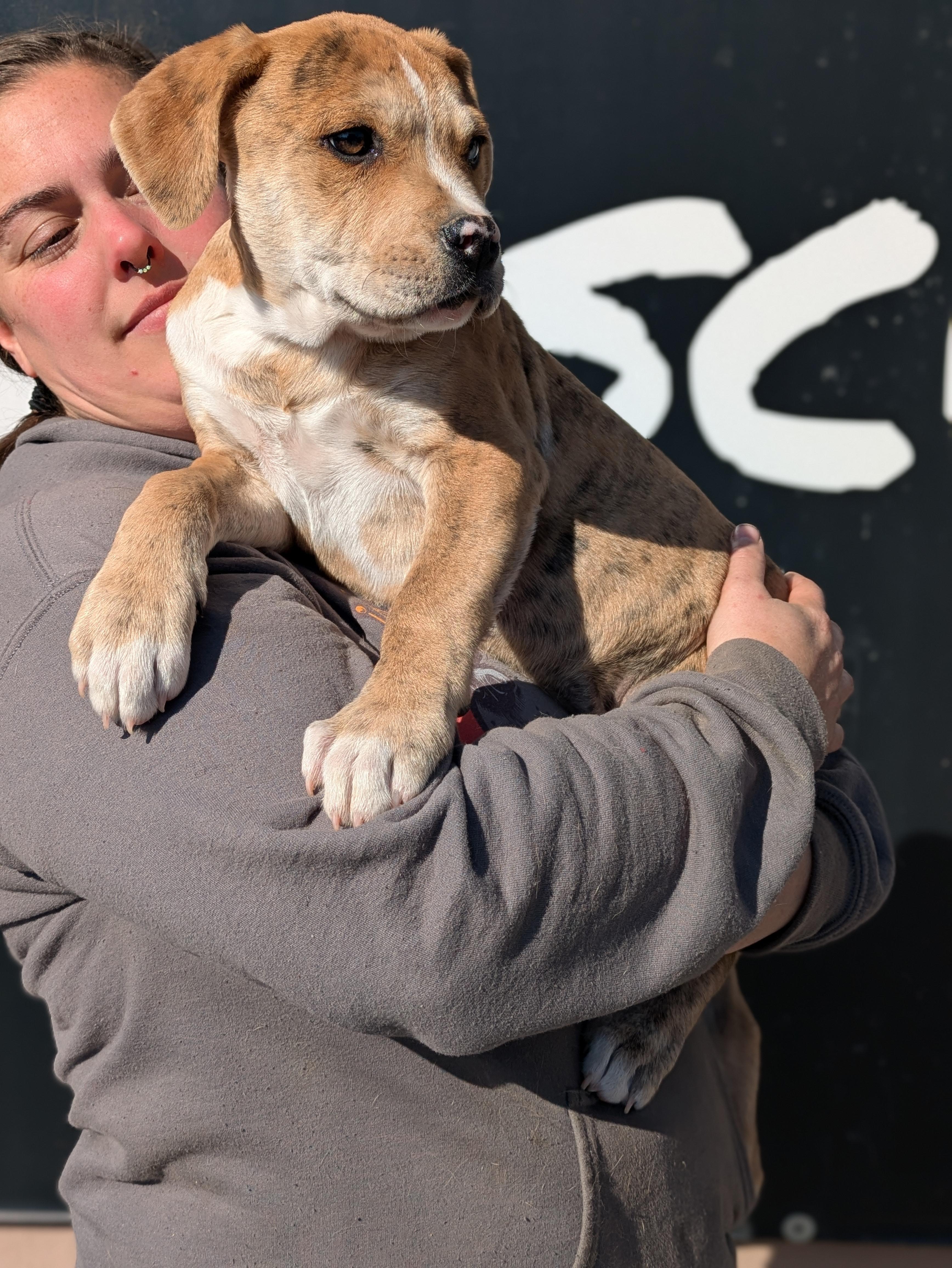 Enlarge Tigger, an adopted Mixed Breed in Huntsville, AL image 3/5