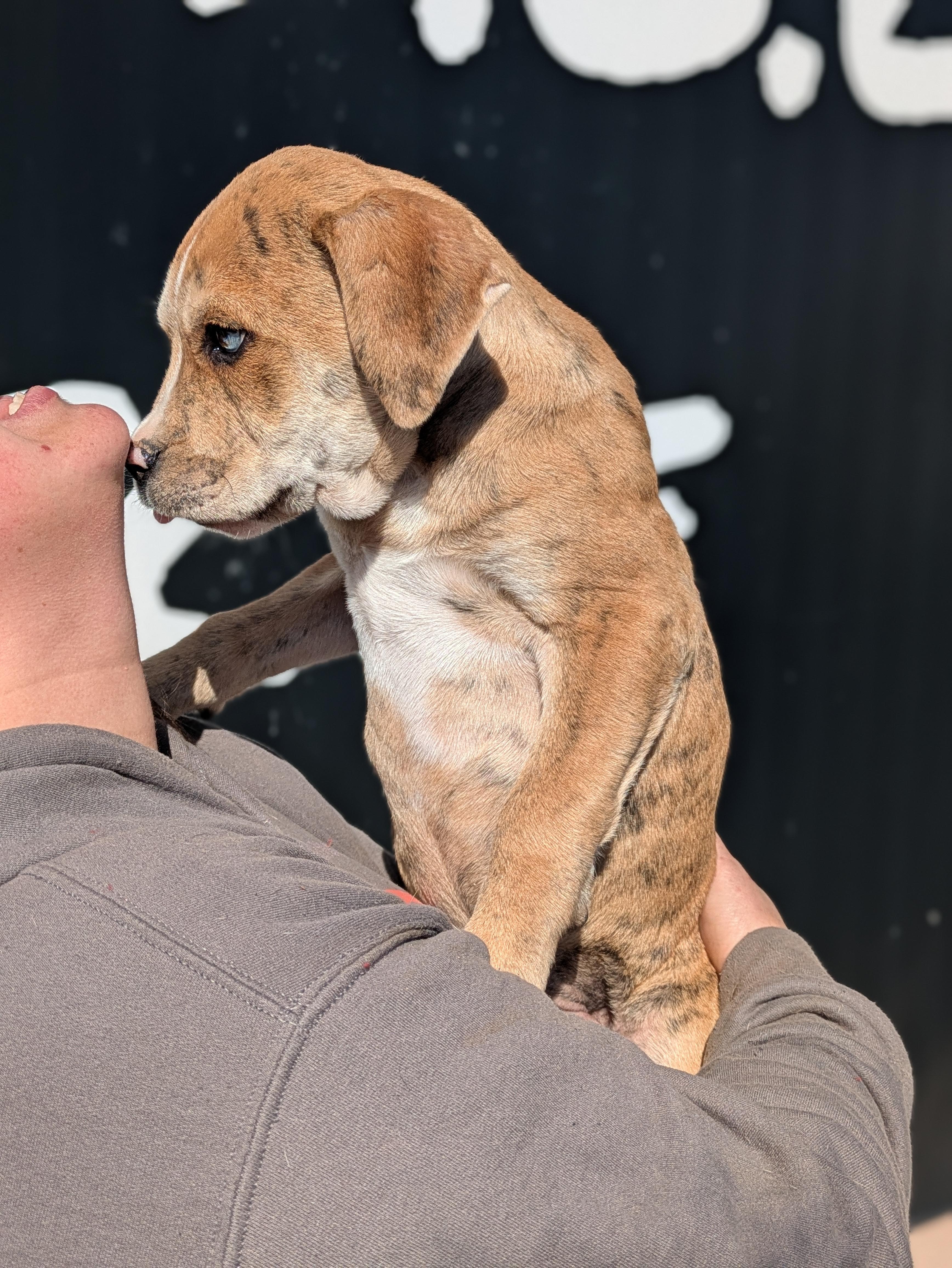 Enlarge Tigger, an adopted Mixed Breed in Huntsville, AL image 2/5