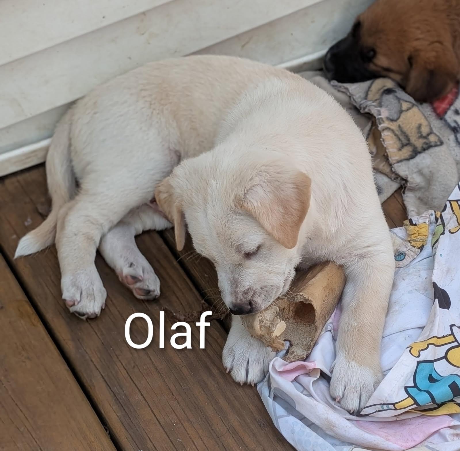 Olaf