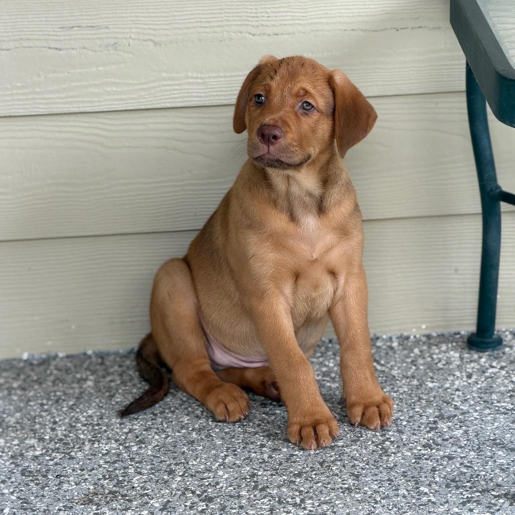 OLIVER, Adoptable, Puppy Male Labrador Retriever & Mixed Breed.