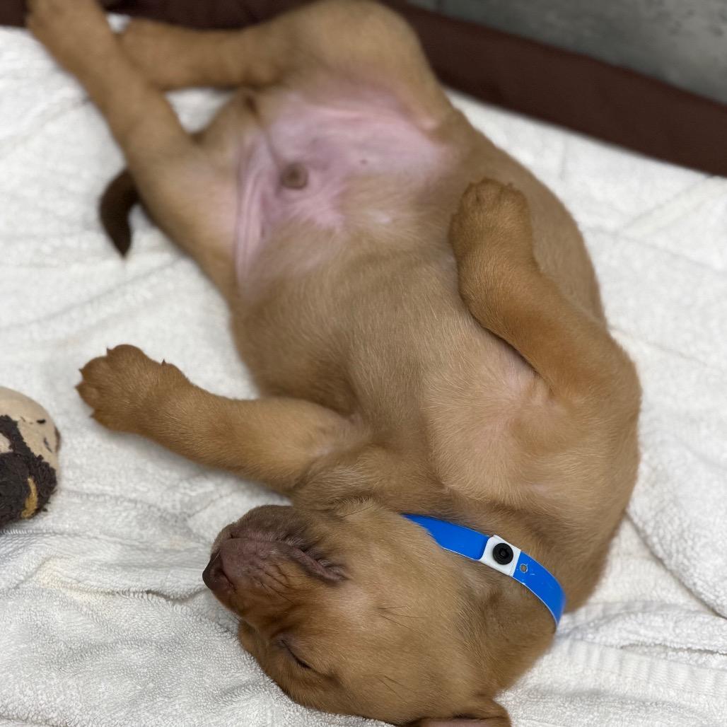 OLIVER, a Adoptable mixed breed in Wellington, FL image 2/6