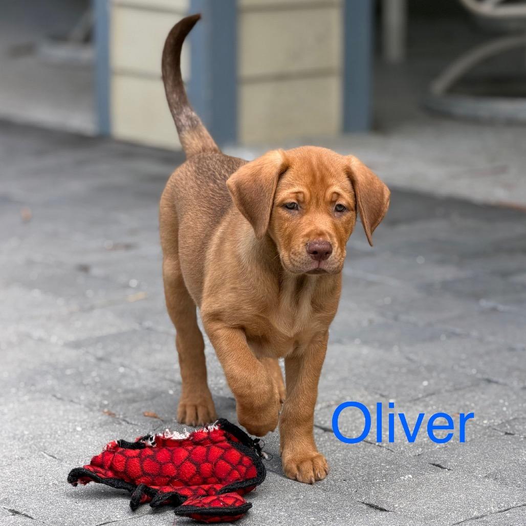 OLIVER, a Adoptable mixed breed in Wellington, FL image 3/6