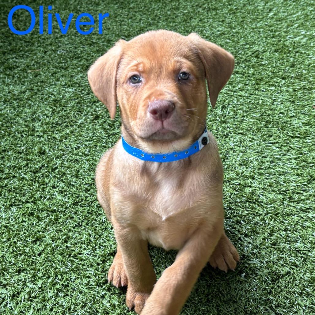 OLIVER, a Adoptable mixed breed in Wellington, FL image 4/6