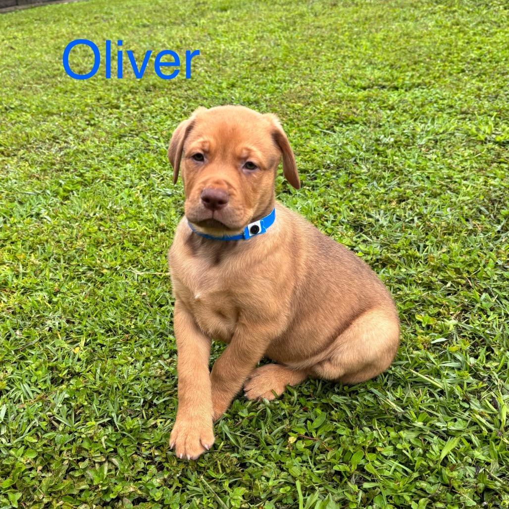 OLIVER, a Adoptable mixed breed in Wellington, FL image 5/6