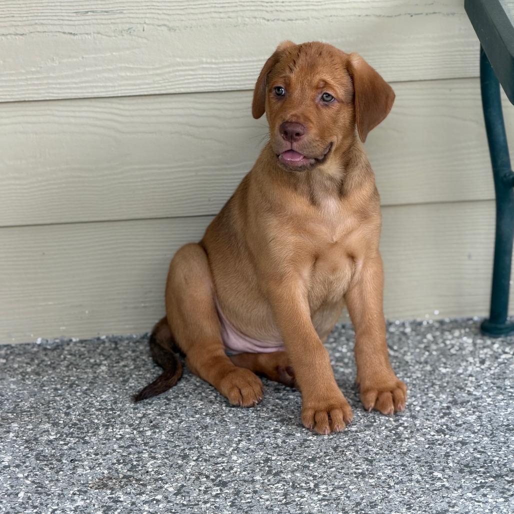 OLIVER, a Adoptable mixed breed in Wellington, FL image 6/6