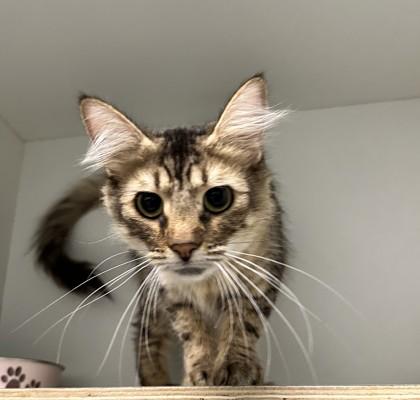 Provolone — thumbnail 2